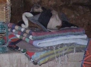שטיחים כפריים